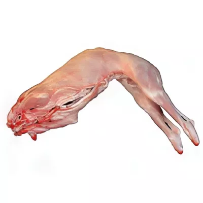 Headless milk-fed kid