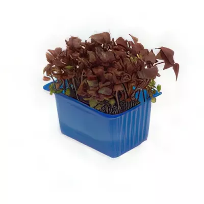 Red shiso cress (Perilla frutescens var. crispa)