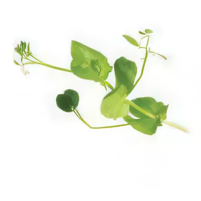 Salad pea shoots (Pisum sativum)