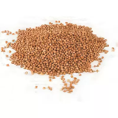 Organic coriander (Coriandrum sativum)