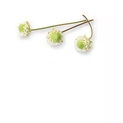 Dushi Buttons (Acmella oleracea)