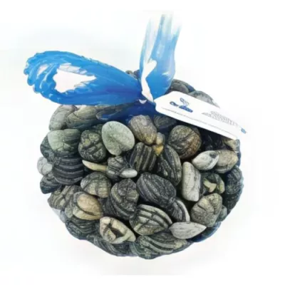 Adriatic Large Manila Clams