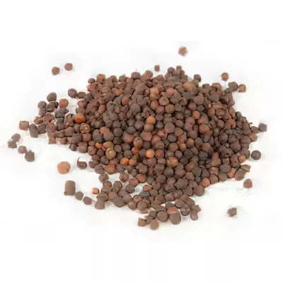 Sarawak black pepper (Piper nigrum)
