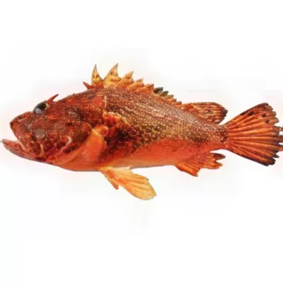 Scorpionfish
