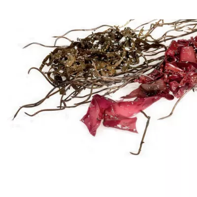 Dulse seaweed, plain (Palmaria palmata)