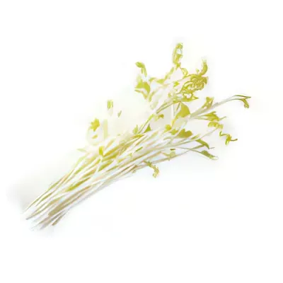 Pea shoots (Pisum sativum)