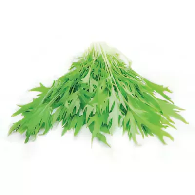 Mizuna (Brassica rapa var. nipposinica)