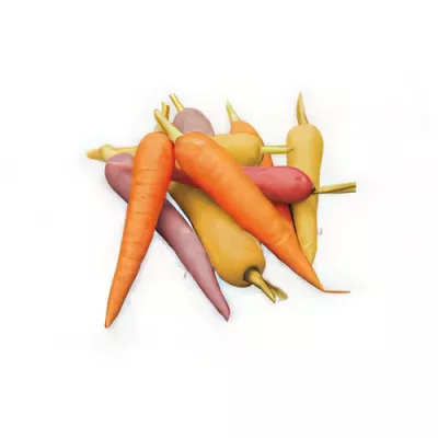 Mini rainbow carrots (Daucus carota subsp. sativus)
