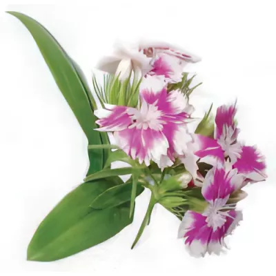 Sweet William flowers (Dianthus barbatus)