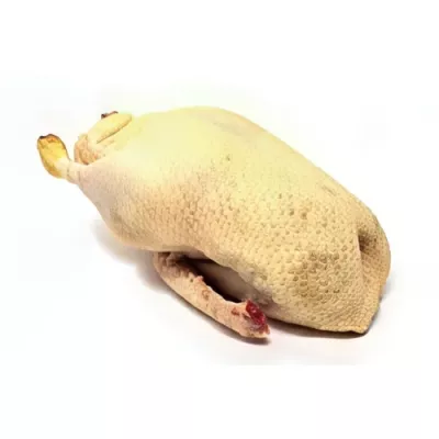 Whole male duck