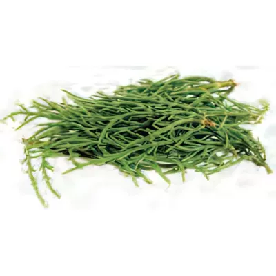 Salicornia (Salicornia europaea)