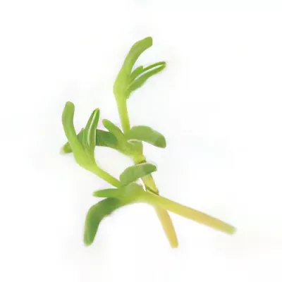 Salicornia shoots (Salicornia europaea)