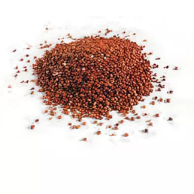 Organic red quinoa (Chenopodium quinoa)