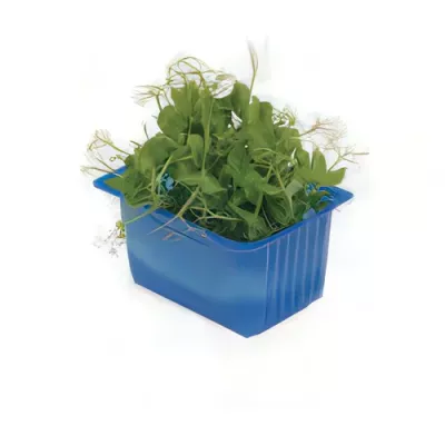 Affilla pea shoots (Pisum sativum tendrils)