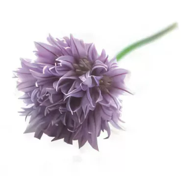 Chive flowers (Allium schoenoprasum)