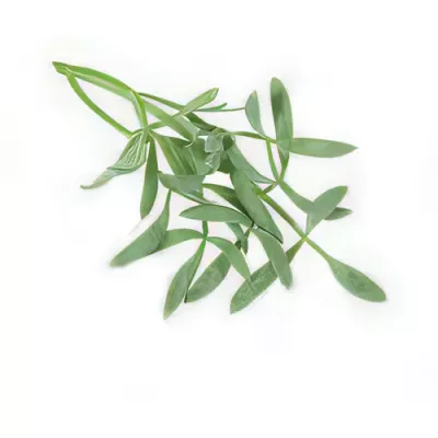 Sea fennel (Crithmum maritimum)