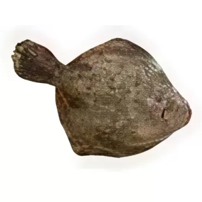 Turbot
