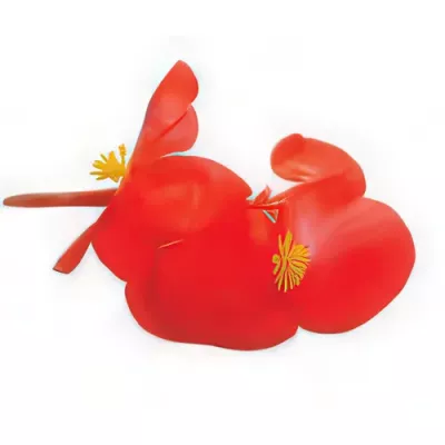 Begonia flowers (Begonia spp.)
