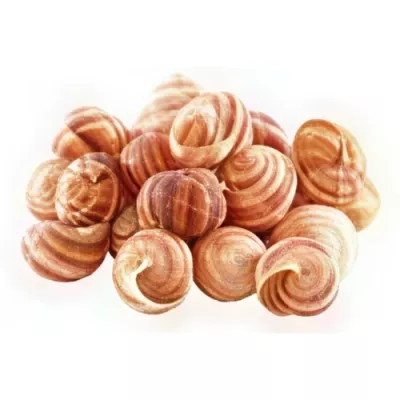 Snail Shells