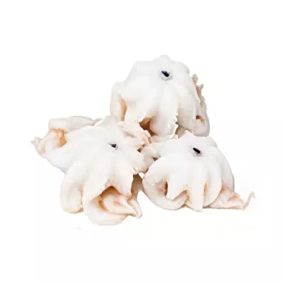 Curled Moscardino Octopus small