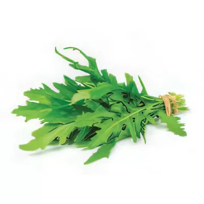 Rocket (Eruca vesicaria)