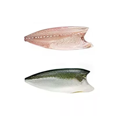 Southern Yellowtail Amberjack Fillet Sensory Fresh Spencer Gulf