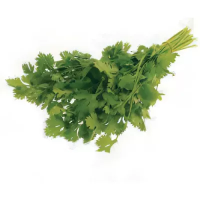 Coriander (Coriandrum sativum)