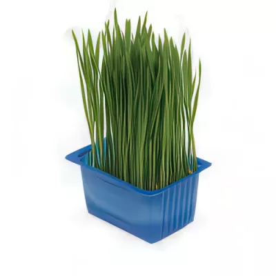 Wheatgrass shoots (Triticum aestivum)