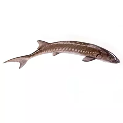 Farmed White Sturgeon gutted