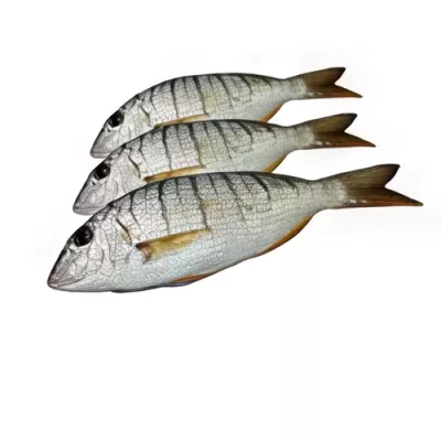 Striped Sea Bream