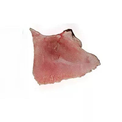 Skate Wings