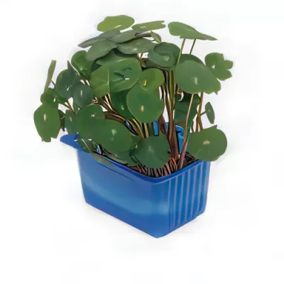 Zorri cress (Oxalis spp.)