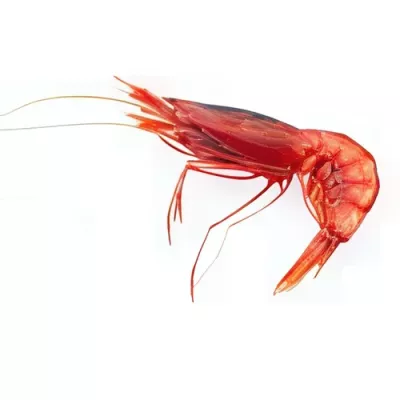 Mediterranean Red Prawn "Extra"
