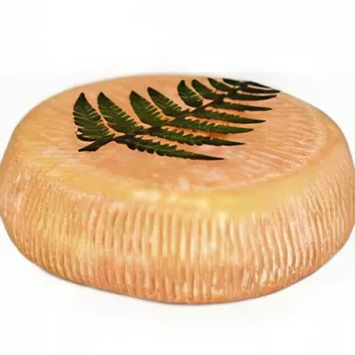 Brebis Fougère