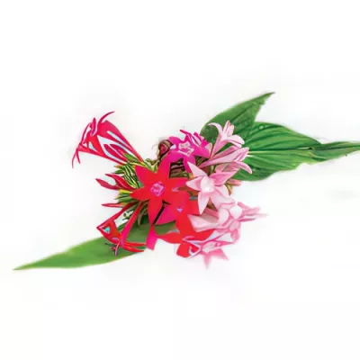 Egyptian star flowers (Pentas lanceolata)