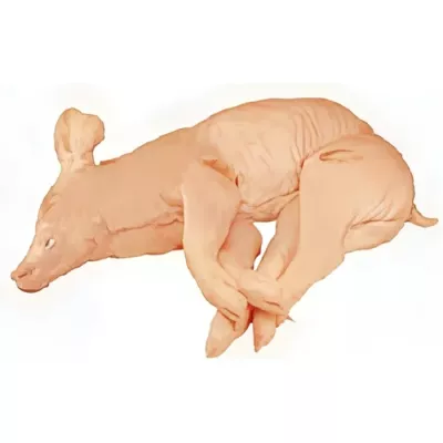 Milk-fed piglet