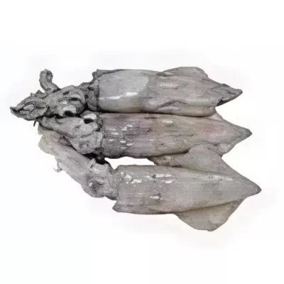 Atlantic Squid