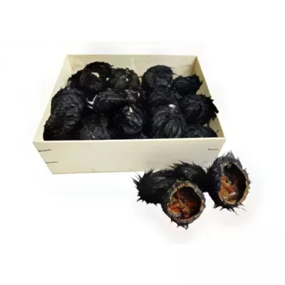 Sea Urchin