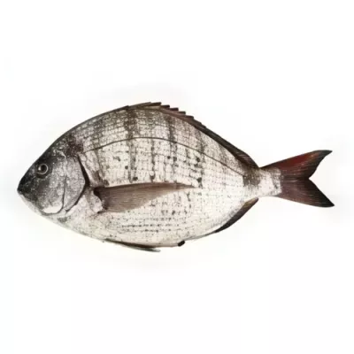 White Sea Bream