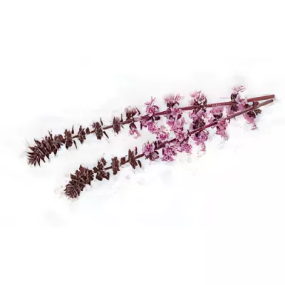 Zallotti Blossom