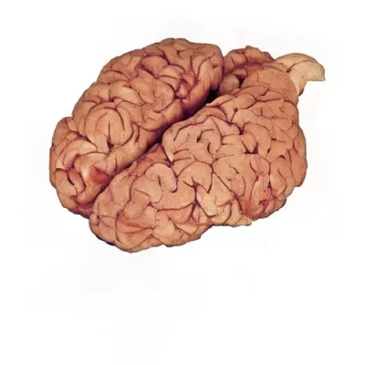 Veal brain