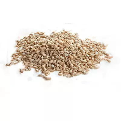 Semi-wholemeal barley (Hordeum vulgare)