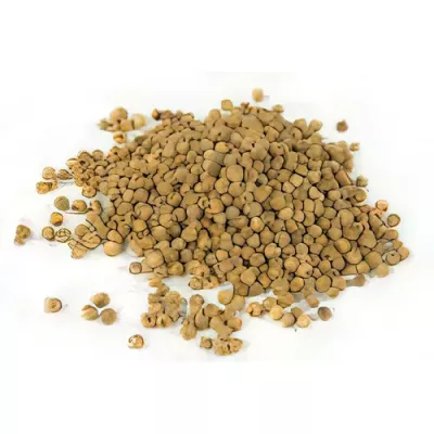 Kerala green pepper (Piper nigrum)