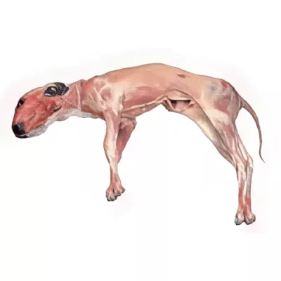 Whole milk-fed lamb