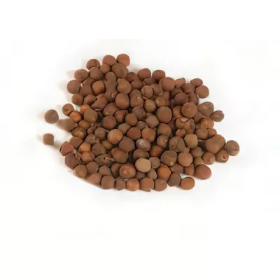 Allspice (Pimenta dioica)