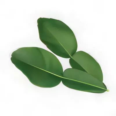 Kaffir lime leaves (Citrus hystrix)