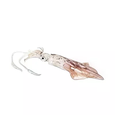 Medium Squid