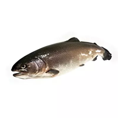 White Rainbow Trout