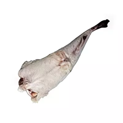 Monkfish Tail premium cut