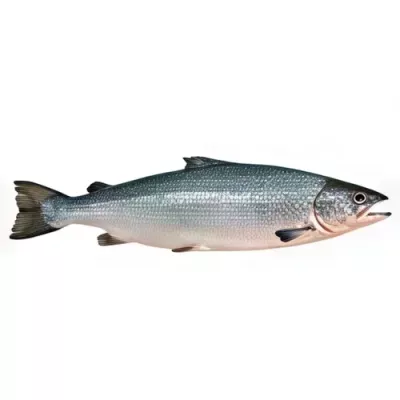 Salmon